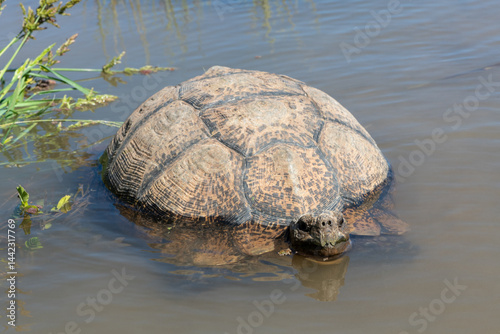 A beautiful leopard tortoise (Stigmochelys pardalis) wallowing in a river to cool down from a hot day in the Eastern Cape, South Africa
