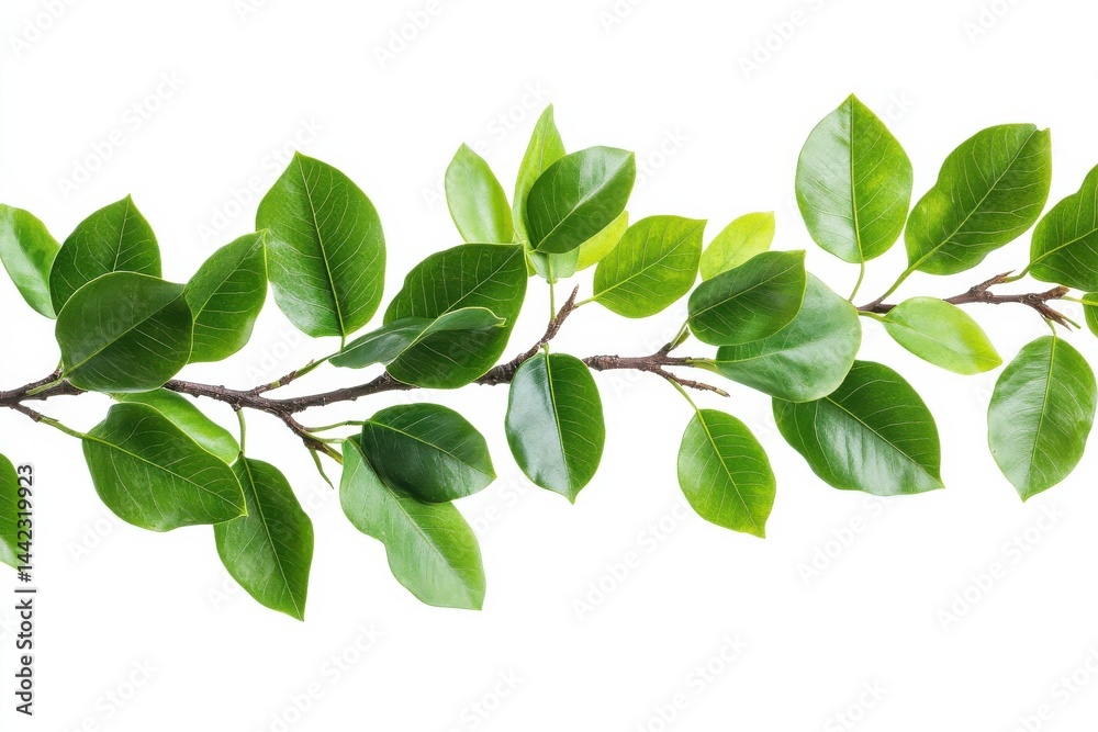 Branch with vibrant leaves Branch with vibrant leaves