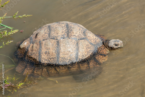 A beautiful leopard tortoise (Stigmochelys pardalis) wallowing in a river to cool down from a hot day in the Eastern Cape, South Africa