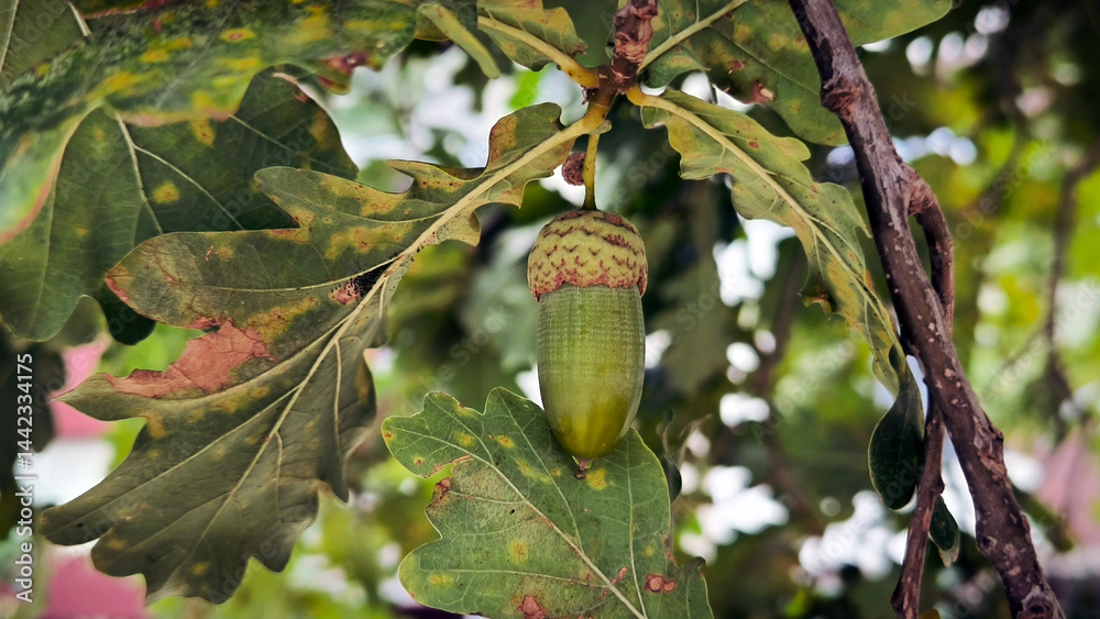 green oak tree acorn hanging on the branch