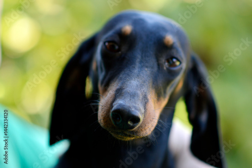 Obraz na płótnie portrait of dachshund in funny digging and sleeping poses w salonie