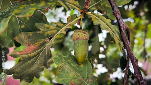 Obraz na płótnie green oak tree acorn hanging on the branch w salonie