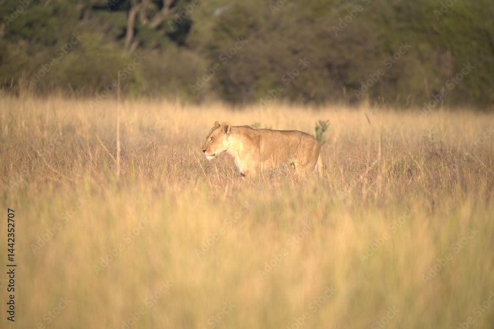 Naklejka premium Lion in wild savanna , Animal of africa 