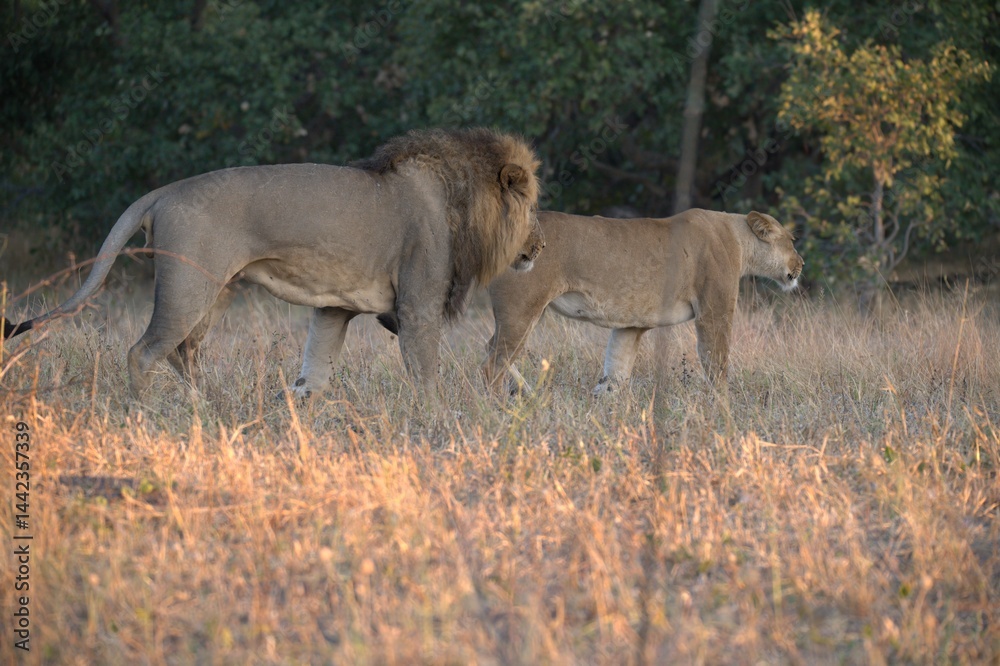 Lion in wild savanna , Animal of africa Lion in wild savanna , Animal of africa