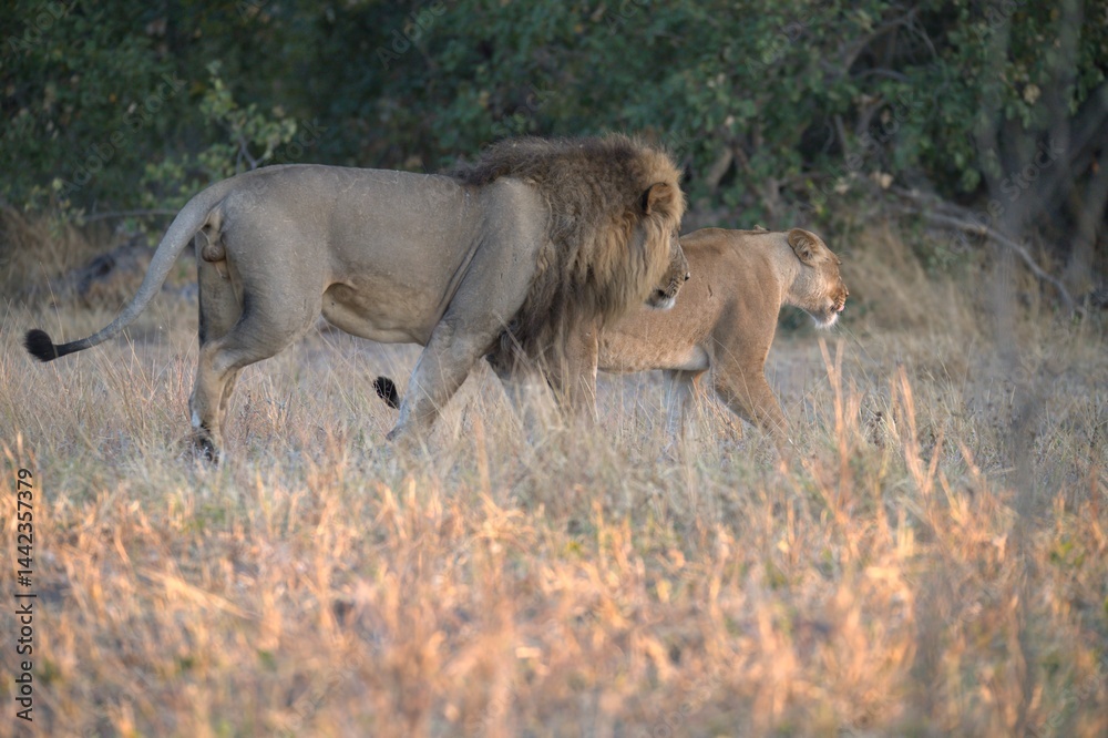 Fototapeta premium Lion in wild savanna , Animal of africa 