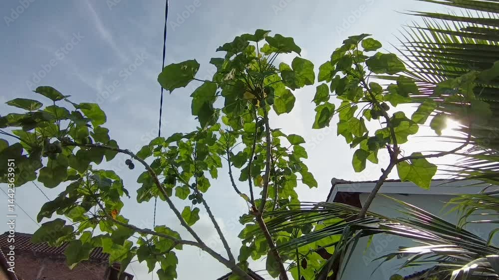 Jatropha fruit or jatropha tree, castor oil plant, herbaceous plant, ricinus communis
