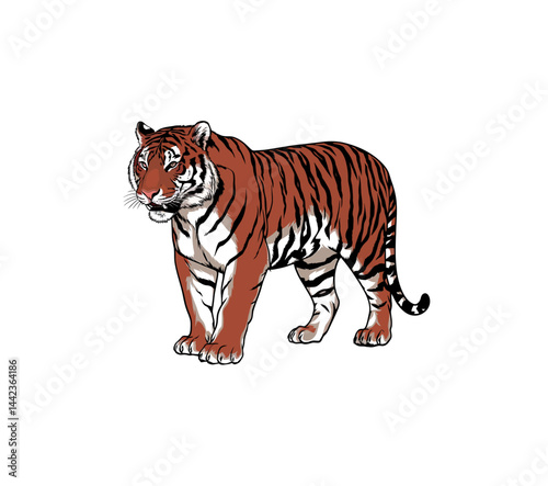 Tiger vector illustration isolated on white.