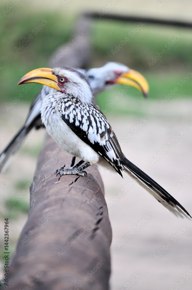 Fototapeta premium Hornbill 
