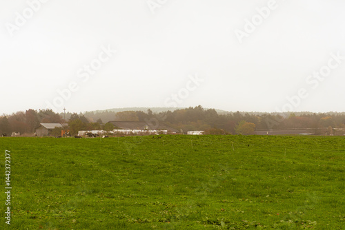 View of cows and grass field at Asagiri Sawayaka Parking in Shizuoka Japan