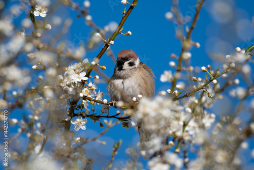 Sparrow on a blossoming tree