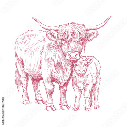 Highland cow and calf front view illustration in hand drawn sketch style, rustic farm animal pair artwork for vintage themes