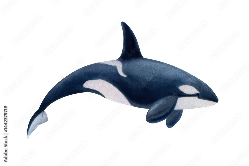 Obraz premium Watercolor orca, simple clipart on a white background, png, transparent