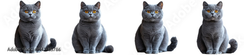 Four British Shorthair Cats, Grey Fur, Golden Eyes, Front Facing, Transparent BG