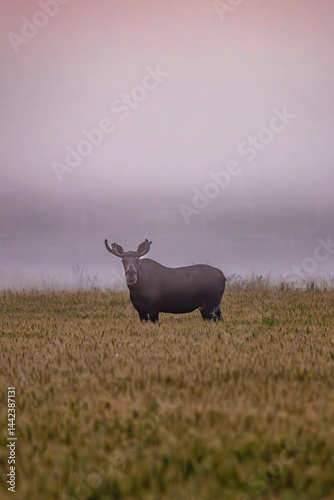 Obraz na płótnie bull elk in the field w salonie