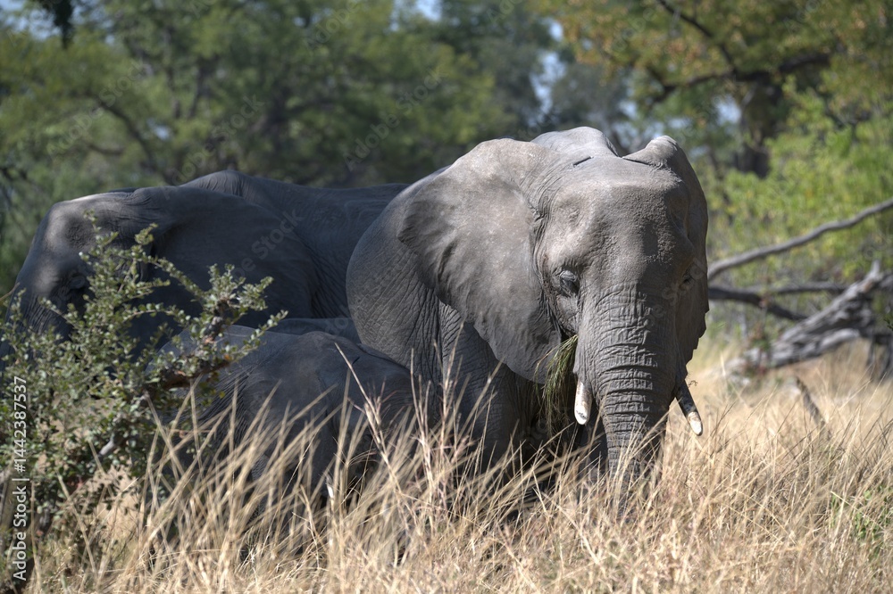 Fototapeta premium Elephant in wild savanna , Animal of africa