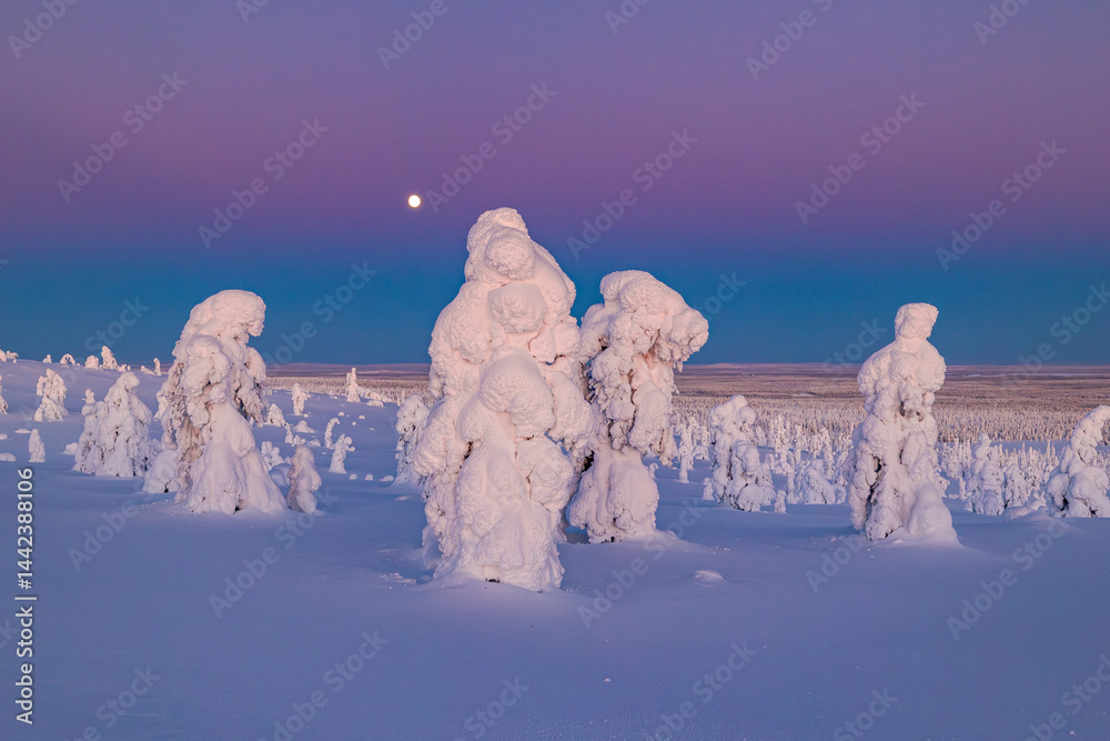 winter landscape with snow