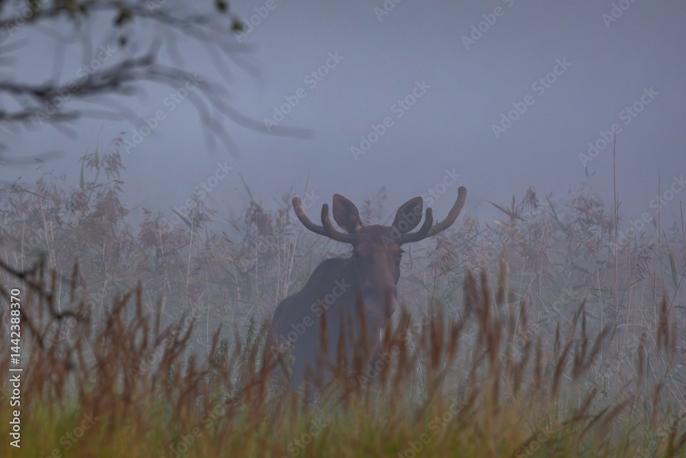 moose in the forest