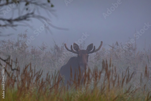 Obraz na płótnie moose in the forest w salonie