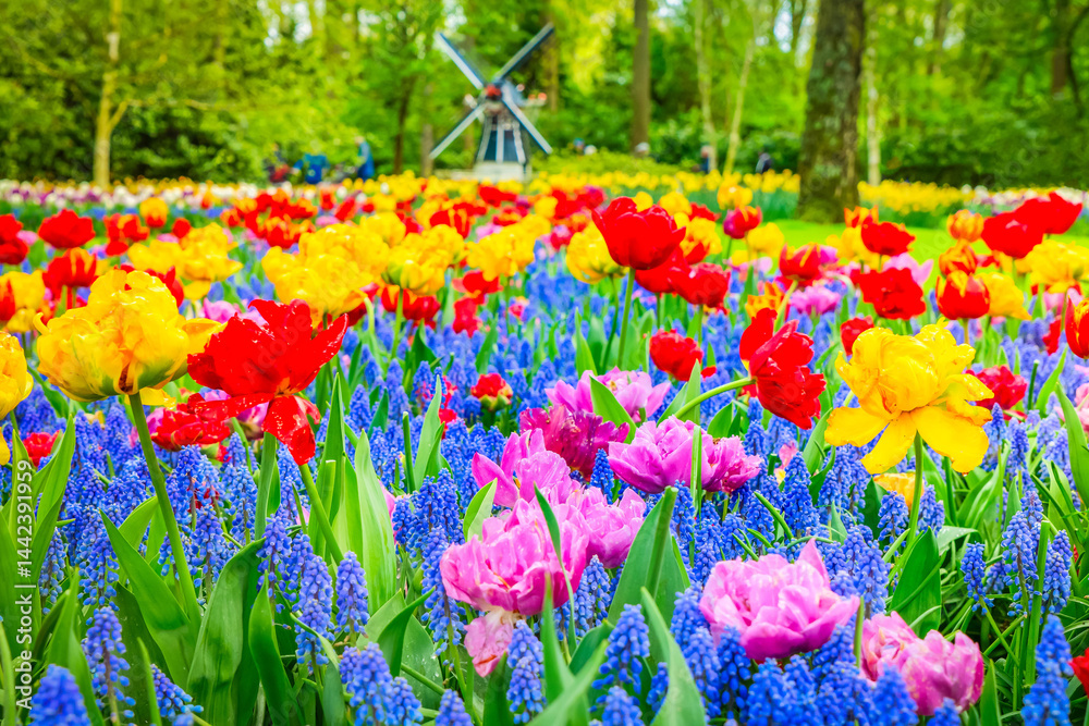 Colorful growing red, pink, red, violet tulips flowerbed in spring formal garden