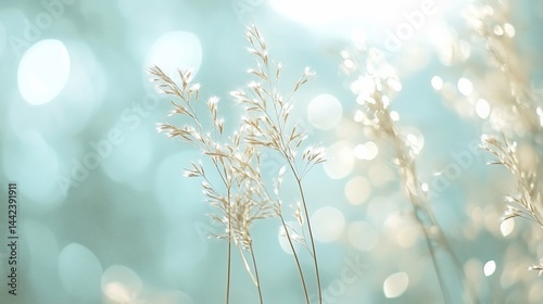 Obraz na płótnie Soft sunlight illuminates delicate, dried grass stalks against a blurred, teal background. w salonie