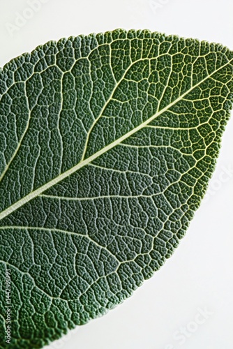 Obraz na płótnie Close-up of a single green leaf, showcasing intricate vein details against a white background. w salonie