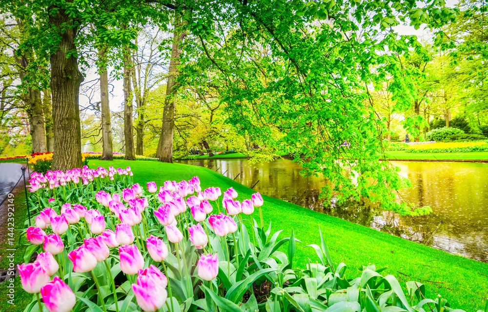 Colorful growing and blooming tulips flowerbed in spring formal garden
