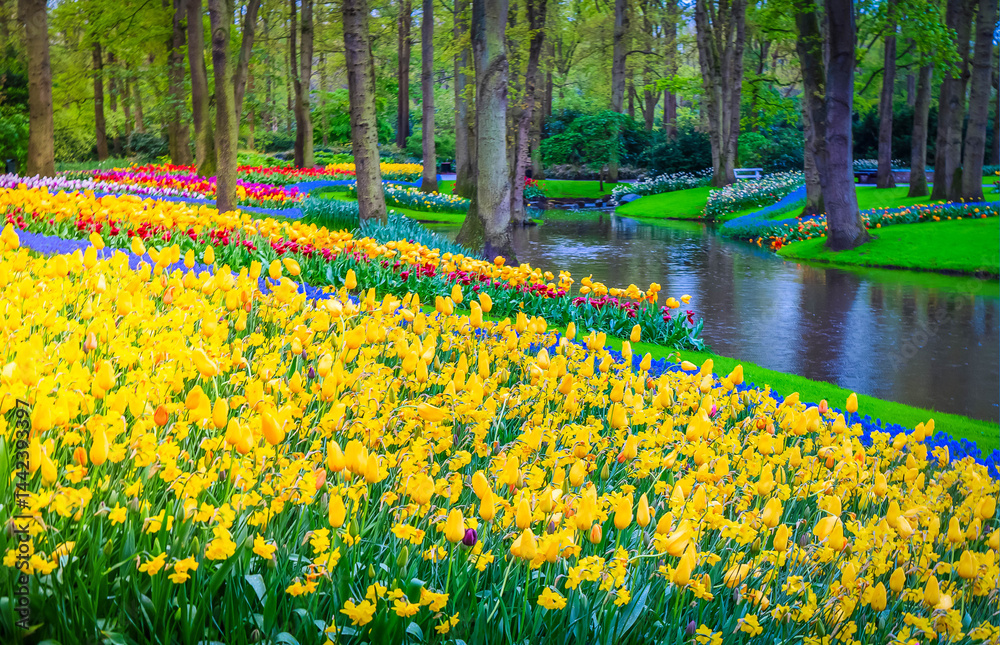 Colorful growing yellow and blue flowerbed in spring formal garden with river