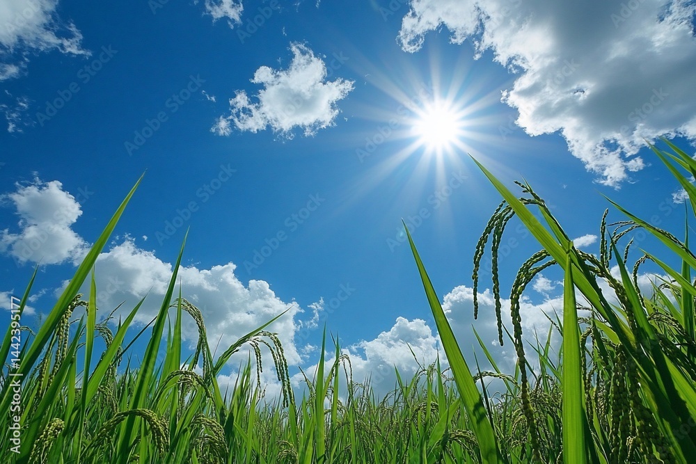 Vibrant green rice paddy under a bright sun and blue sky with fluffy white clouds.