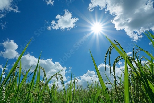 Obraz na płótnie Vibrant green rice paddy under a bright sun and blue sky with fluffy white clouds. w salonie