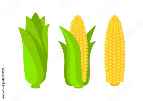 Fresh corn cobs, a healthy and delicious summer treat, displayed in various stages of ripeness