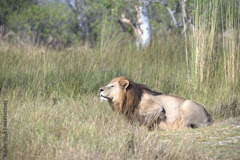 Fototapeta premium Lion in wild savanna , Animal of africa