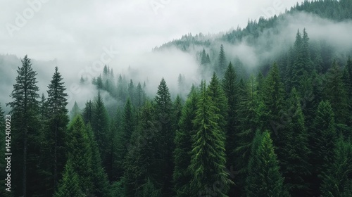 A forest of tall, green trees with pointed tops.