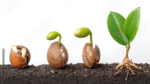 Seed germination begins a plant's life cycle, leading to sprout growth and root development as it harnesses the power of photosynthesis to become a vital part of the green ecosystem and vegetation