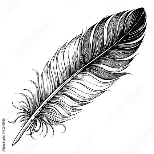 feather isolated on white background
