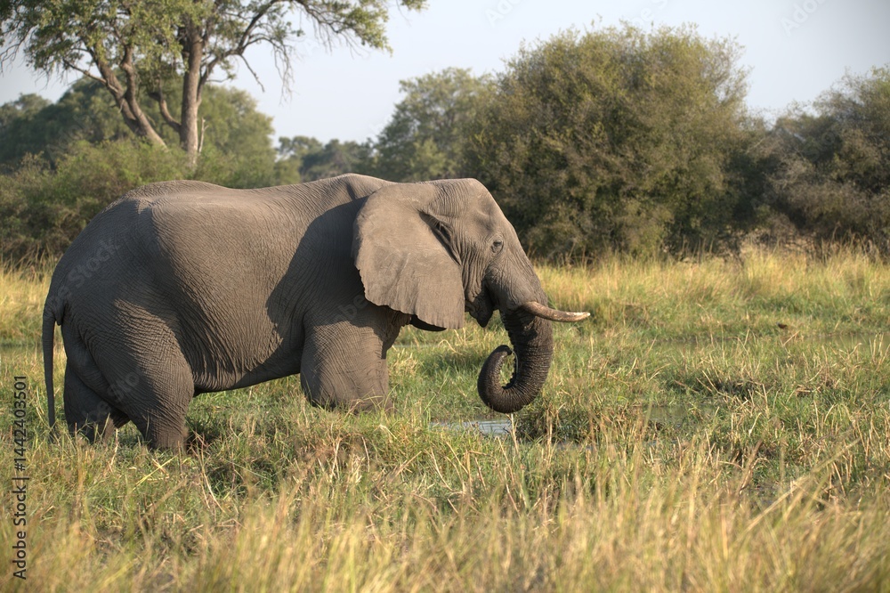 Fototapeta premium Elephant in wild savanna , Animal of africa