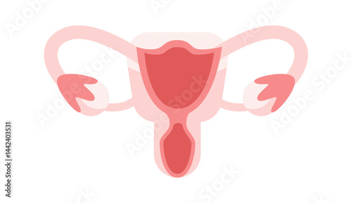 Female reproductive system showing uterus, fallopian tubes and ovaries on white background