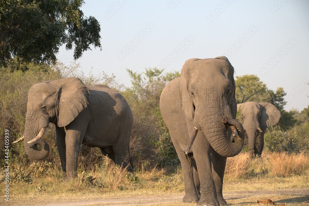 Fototapeta premium Elephant in wild savanna , Animal of africa