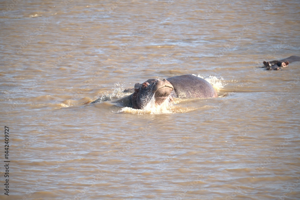 Fototapeta premium Hippopotamus in wild savanna , Animal of africa