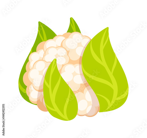 Fresh cauliflower surrounded by vibrant green leaves isolated on white background