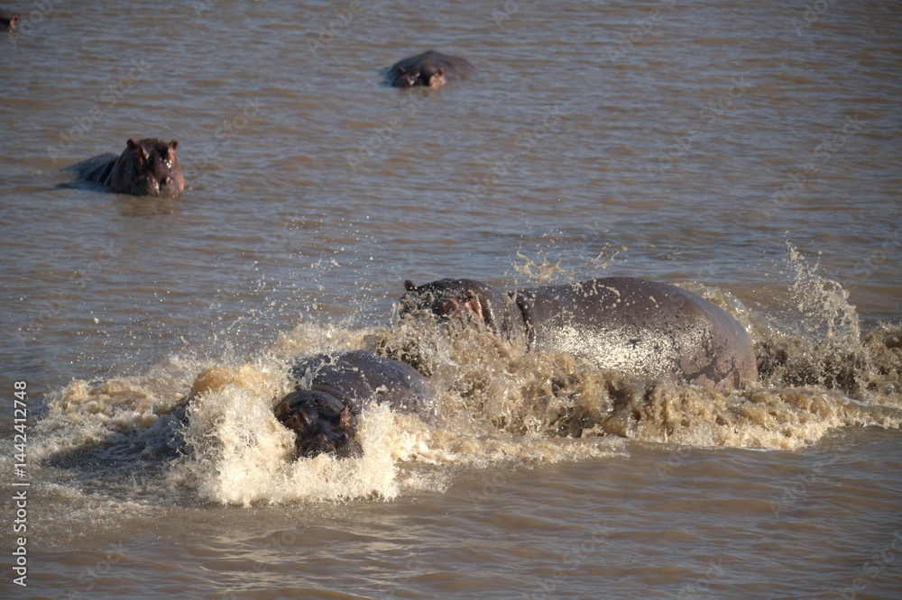 Fototapeta premium Hippopotamus in wild savanna , Animal of africa
