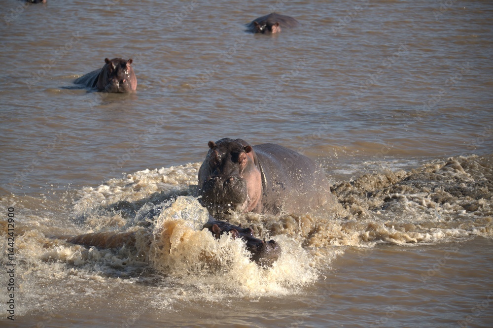Fototapeta premium Hippopotamus in wild savanna , Animal of africa
