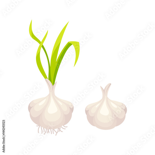 Fresh garlic bulbs with green sprouts and roots growing