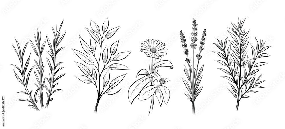 Fototapeta Set of five hand drawn botanical plants for coloring page isolated vector