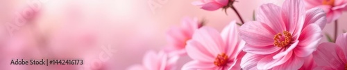 Obraz na płótnie Soft pink floral abstract background Close-up pastel flower texture , petals, blossom w salonie