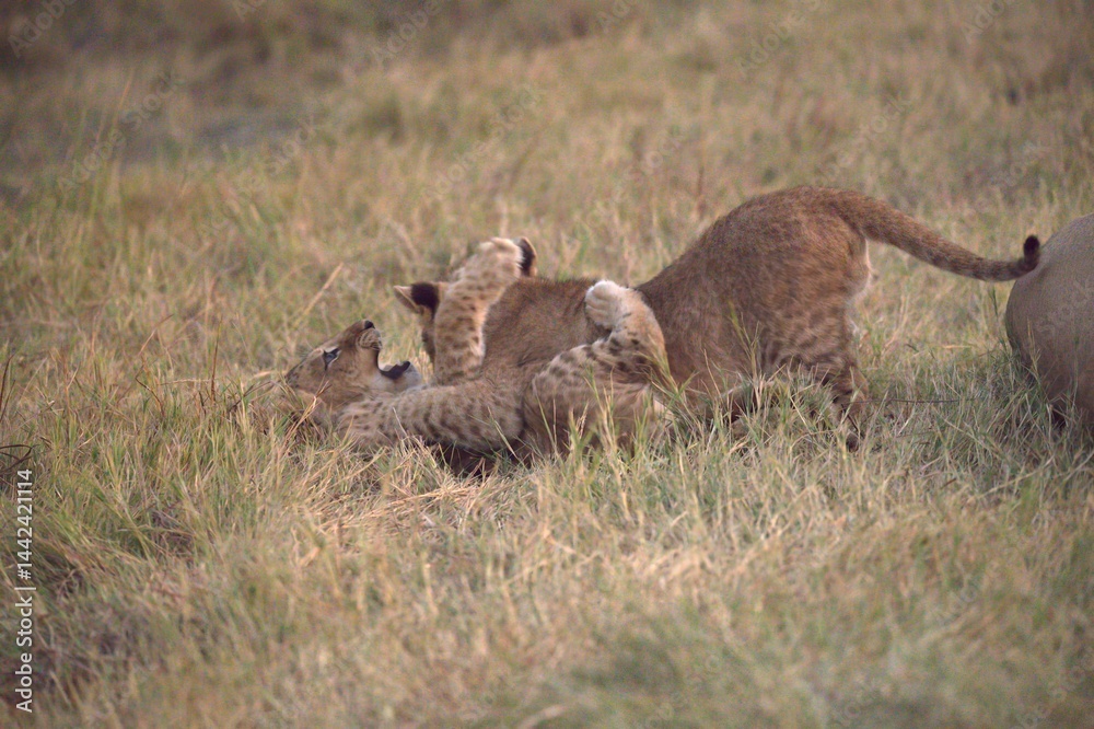 Obraz premium Lion in wild savanna , Animal of africa 