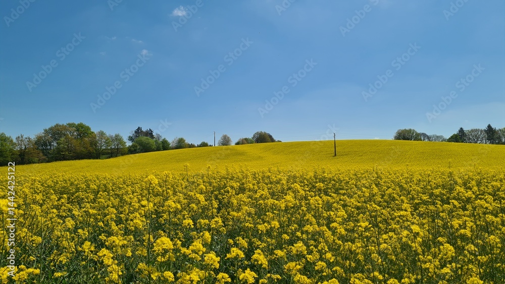 Fototapeta premium Paysage de champ de colza dans le Limousin