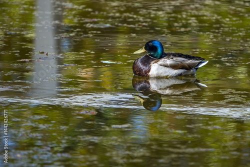 Mallards hybridize with their closest relatives within the genus Anas, such as the gadwall, and with some more distantly related species such as the pintail, producing a variety of hybrids