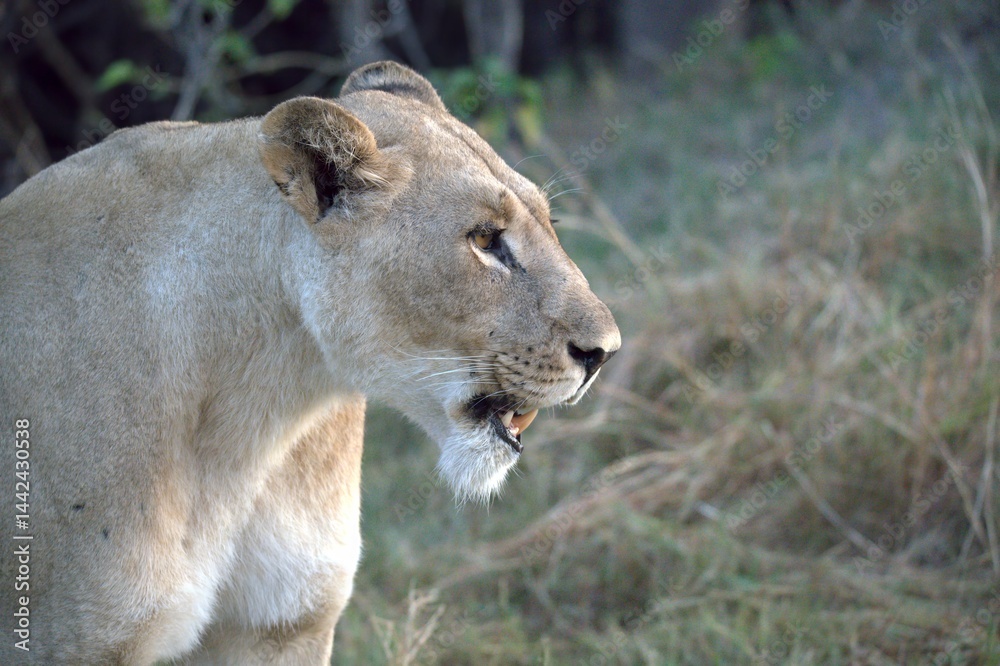 Naklejka premium Lion in wild savanna , Animal of africa
