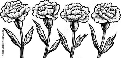 Illustration of Four Carnation Flowers