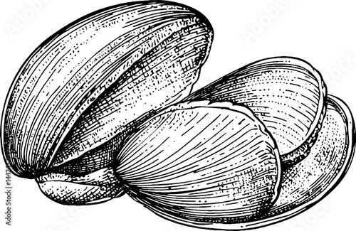 Illustration of Clams with Open and Closed Shells